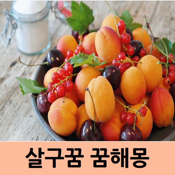  살구꿈 꿈 풀이 해몽