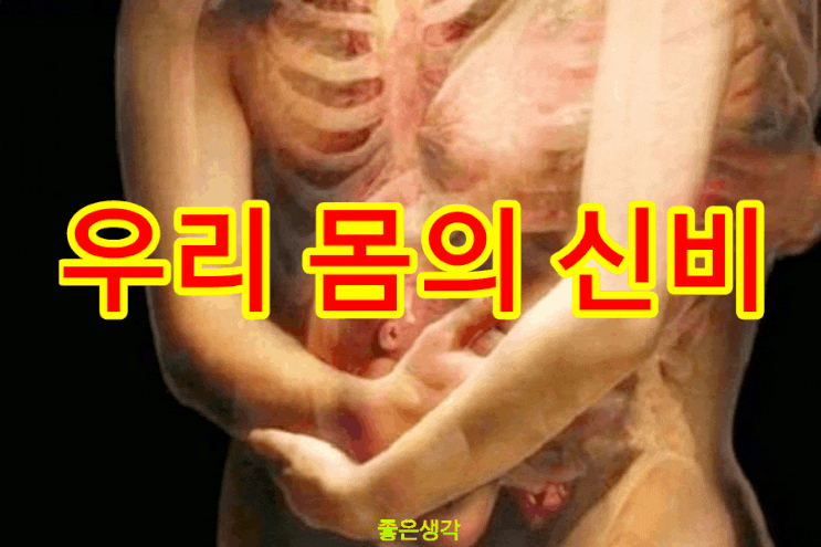  우리 몸의 신비