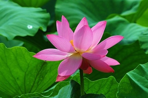 .노추(老醜)와 화로(華老)