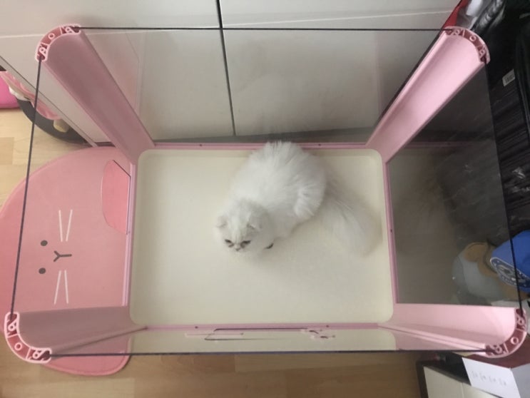  [마이룸화장실] 굿똥 사이즈의 대형고양이화장실 둥이들이 써봤어요