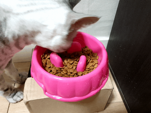  고양이 사료토방지그릇 샀어요 ㅠㅠ