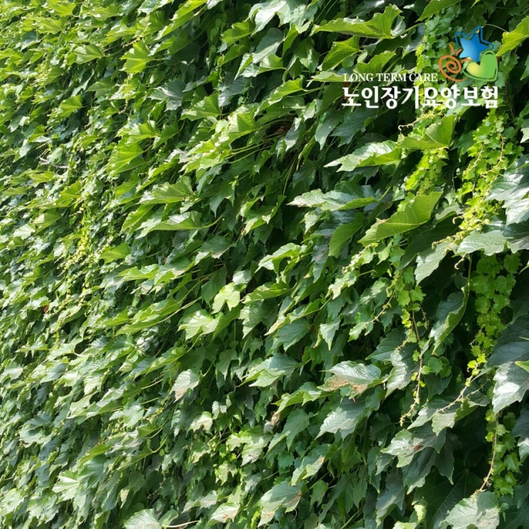  입주요양보호사, 24시간 입주요양 저렴하게 이용방법