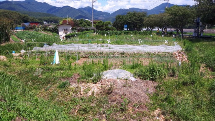  제1농장 풀농사 대풍예감