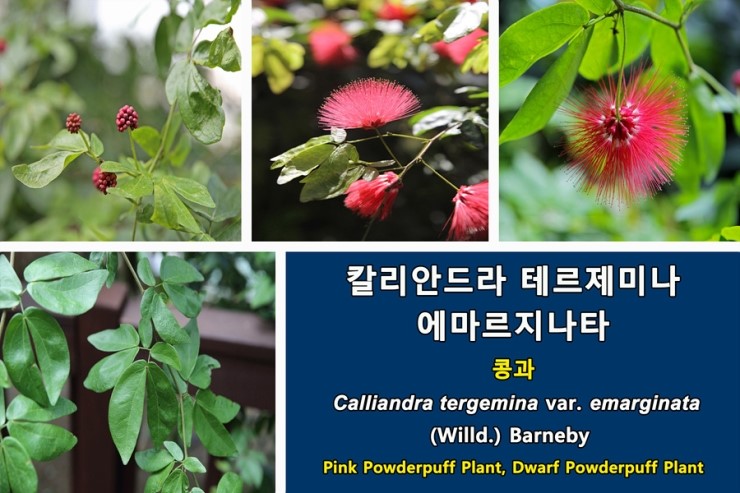 칼리안드라 테르제미나 에마르지나타[Calliandra tergemina var. emarginata]에 관하여...콩과 열대및 아열대식물