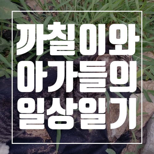 완도전복마을의 마스코트! 까칠이와 아가들의 일상일기
