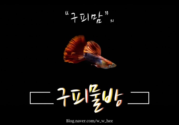  고정구피분양