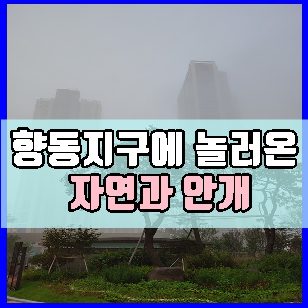  향동지구 아침에 놀러온 자연과 안개
