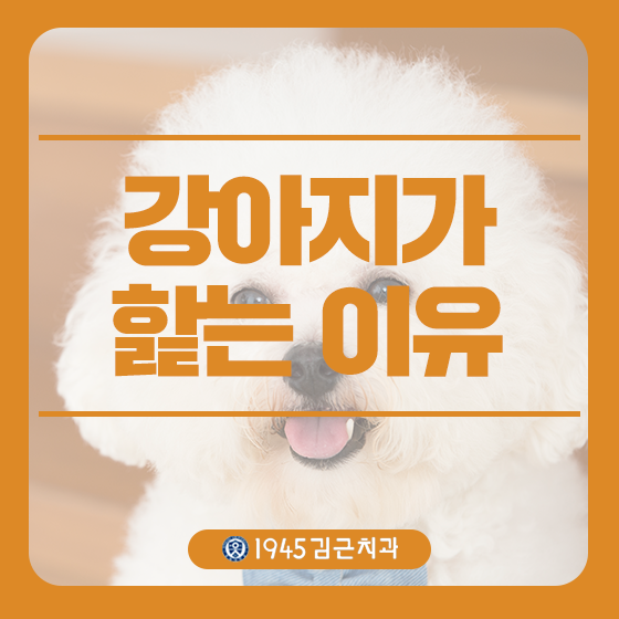  강아지가 핥는 이유 알아보아요