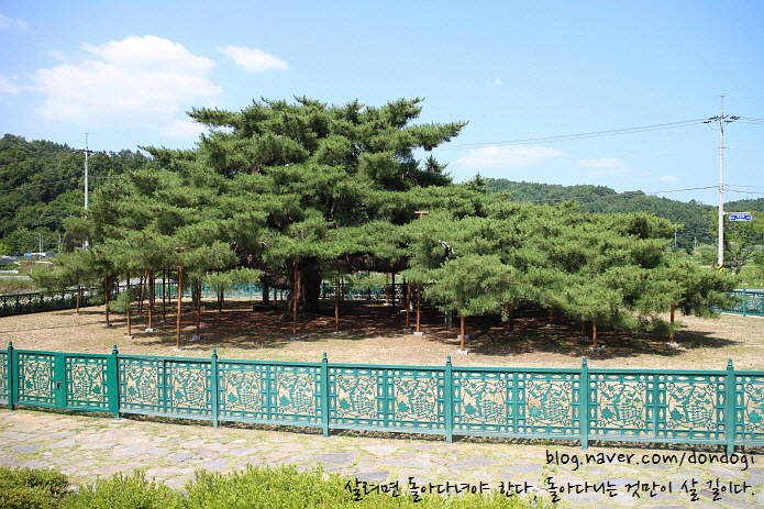  경북 예천 석송령 - 김연자가 그랬다, 아모르파티에서. 어떤 인생이든 백두대간 인문캠프라고