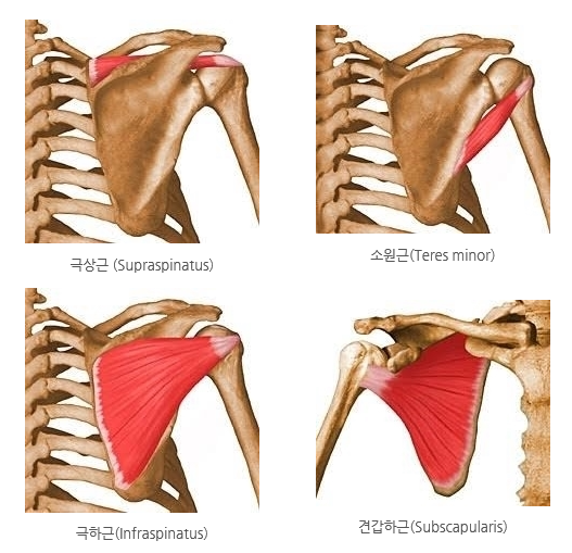  [더은필라테스] 포항필라테스, 포항체형교정, 포항수술후재활, 포항다이어트, 포항측만증, 포항디스크, 임산부필라테스, 맨즈필라테스, 키즈필라테스, 듀엣필라테스 *어깨통증*