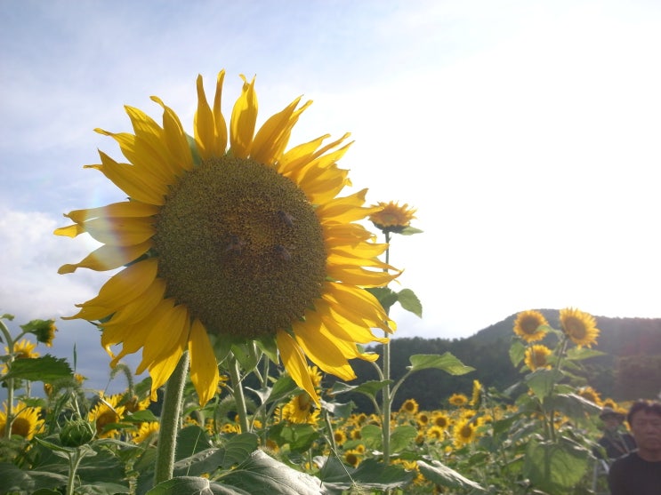  [구미] 산동해바라기축제, 우리 함께 꽃길만 걸어요!