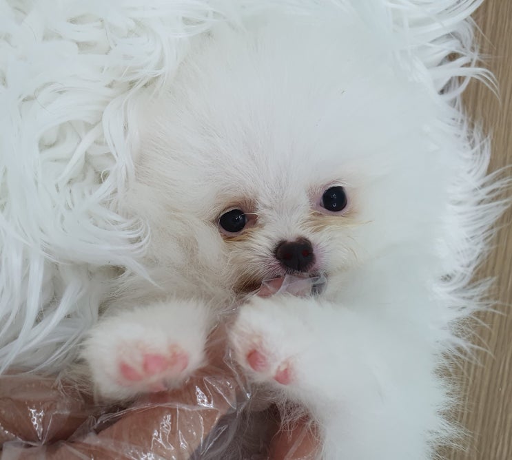  화이트포메라니안분양 마치 눈처럼 새하얀 털