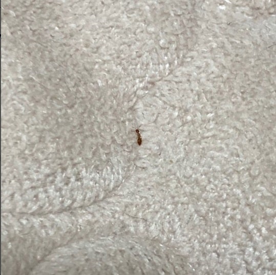 권연벌레 퇴치법 갈색 깨벌레 권연침벌까지 : 네이버 블로그 권연벌레 퇴치법 갈색 깨벌레 권연침벌까지 : 네이버 블로그