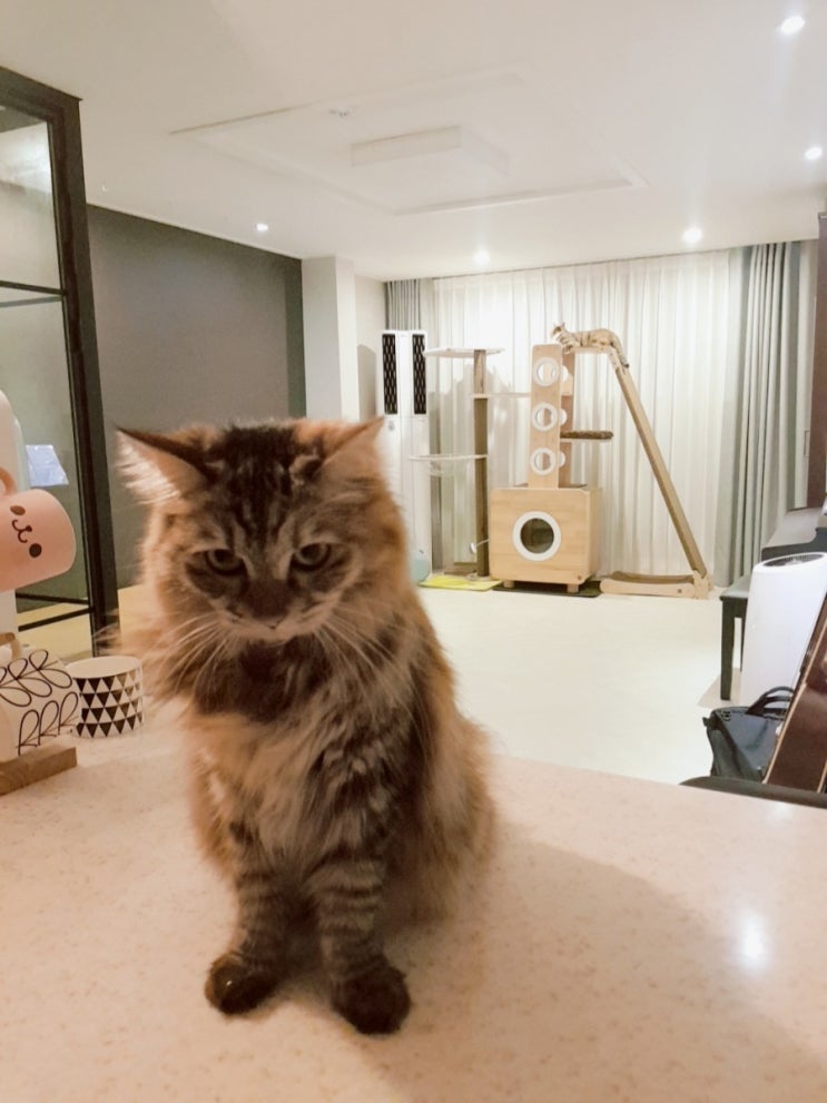  녹초