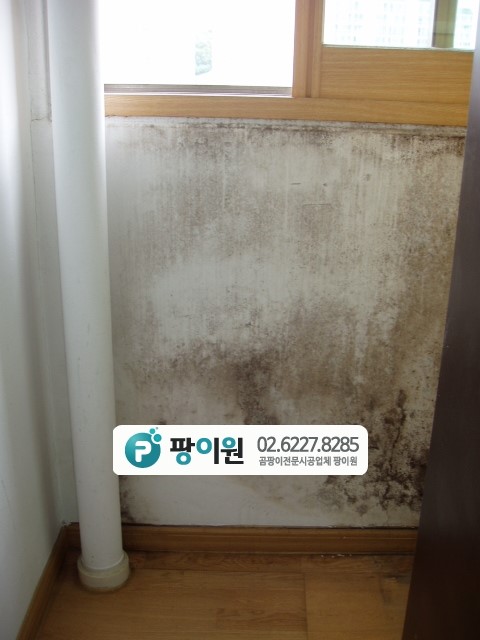  벽에 곰팡이제거? 청소로 해결?