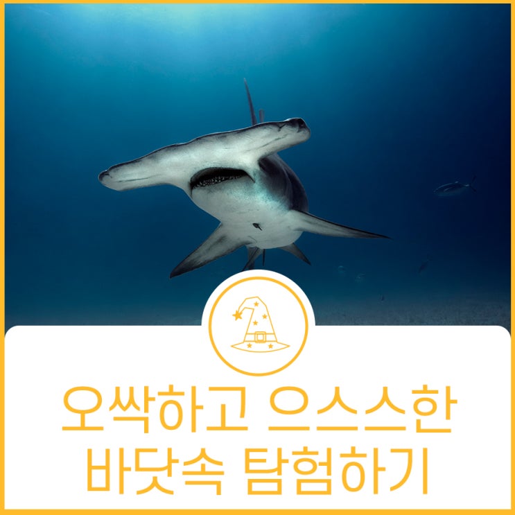  여름 납량 특집! 무시무시한 생김새를 가진 해양생물
