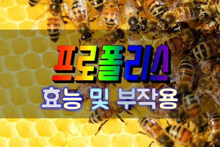  면역력 강화 끝판왕 프로폴리스 효능 및 부작용 심층분석