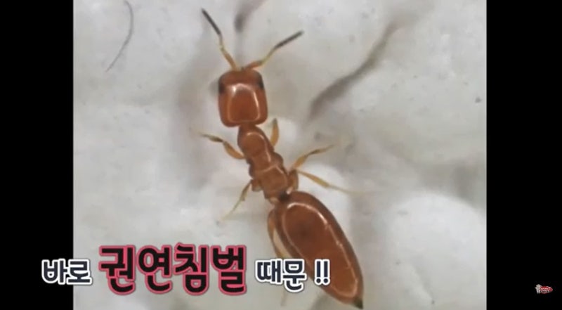 권연벌레 퇴치법 갈색 깨벌레 권연침벌까지 : 네이버 블로그 권연벌레 퇴치법 갈색 깨벌레 권연침벌까지 : 네이버 블로그