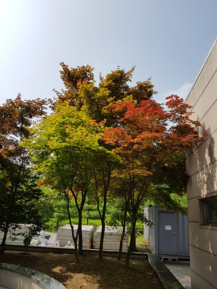  신사동 풍년수제숯불갈비  매운고추장 삼겹살 먹고 망원역  랄라캠프까지