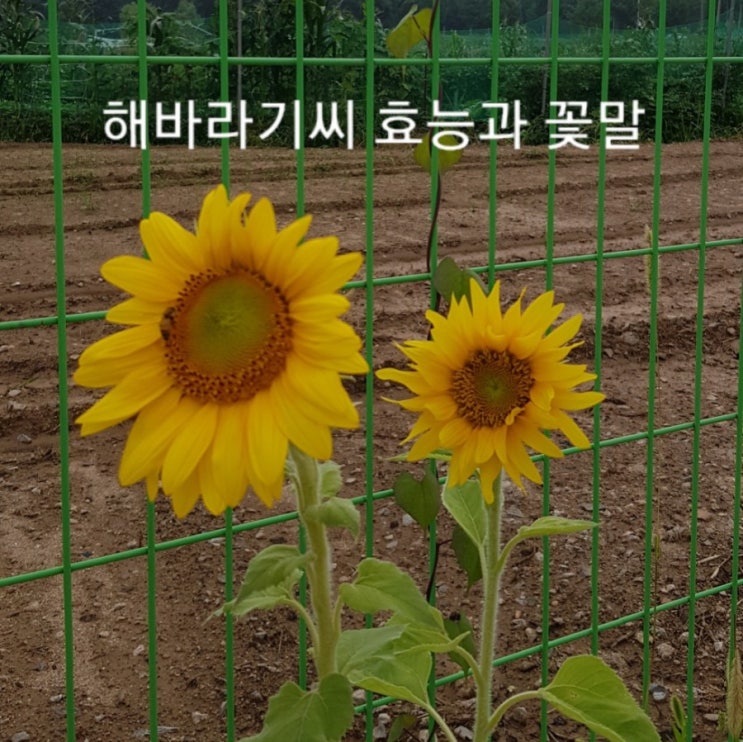  알고있으면 좋을 해바라기씨 효능과 꽃말