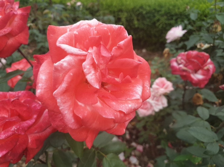  [ 일산 / 핫플 / 호수공원 / 힐링 ]일산 호수공원 장미정원 장미 사진 / 위치
