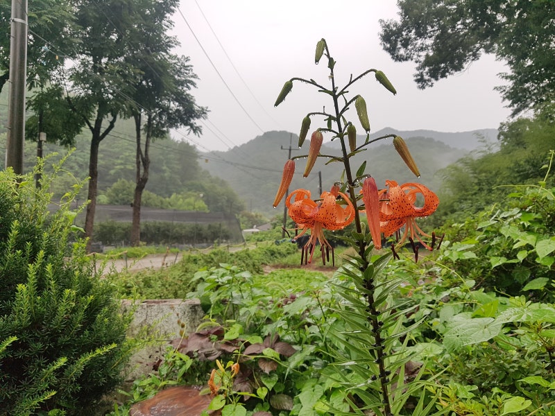 [블루베리 생과 판매] 완주 로컬푸드에 출하를 시작한 '자연 한 알 햇살 한 알' 블루베리~ 7