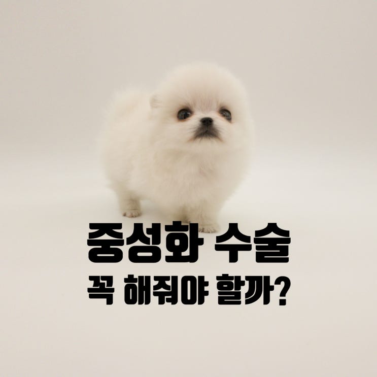  강아지 중성화수술은 꼭 해줘야할까??