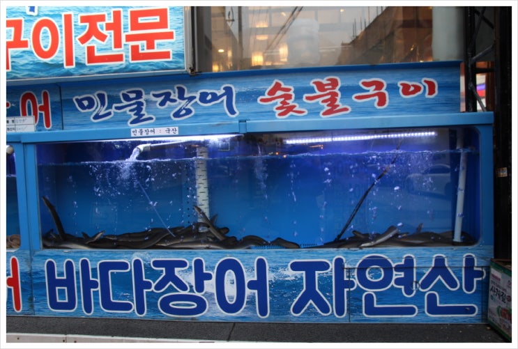  송파 장어 전문점, 신천장어와 한우 소개해요!