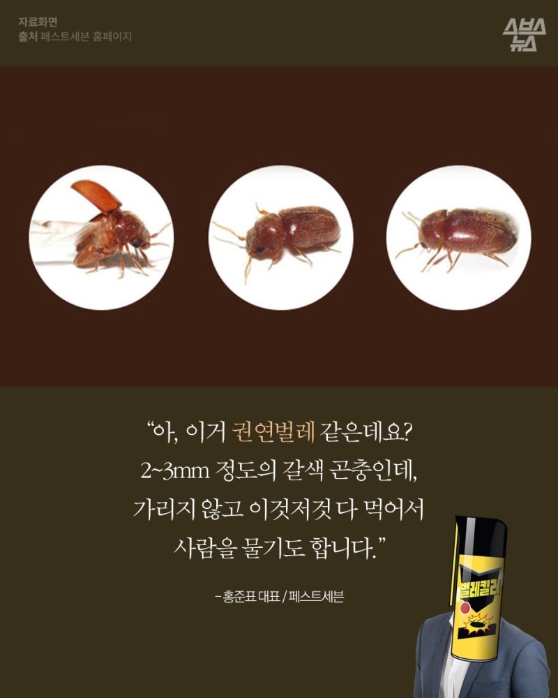 권연벌레 퇴치법 갈색 깨벌레 권연침벌까지 : 네이버 블로그