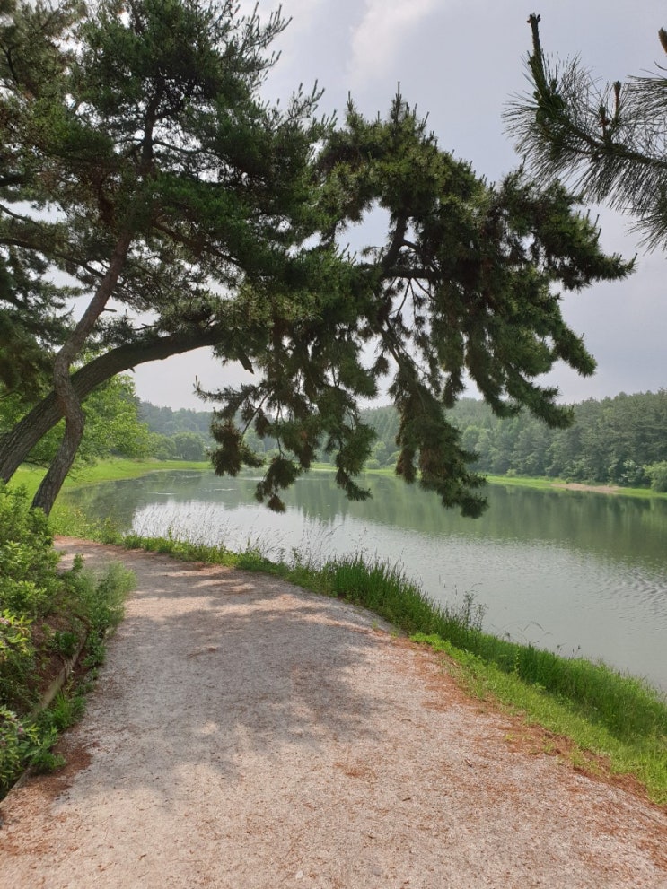  군산 가볼만한곳, 은파 호수공원 수변로 산책