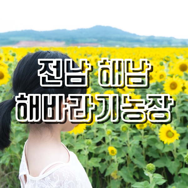  해남 해바라기 농장과 백반맛집 동원식당