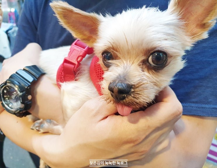 강아지와 함께 떠난 단양 1박 2일 여행 : 단양구경시장 , 패러글라이딩 , 도담삼봉 그리고 나방 강아지와 함께 떠난 단양 1박 2일 여행 : 단양구경시장 , 패러글라이딩 , 도담삼봉 그리고 나방