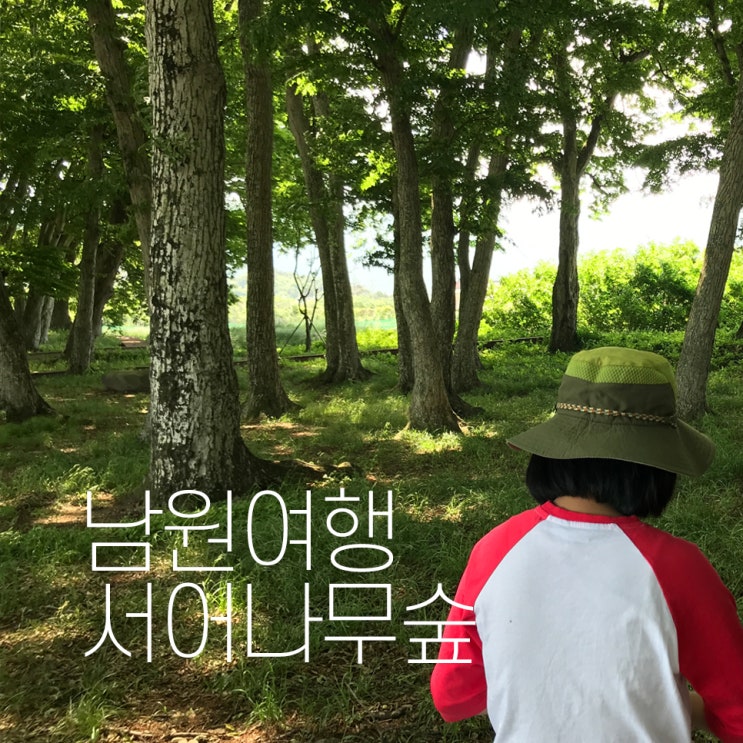  남원여행 초록바람이 부는 서어나무숲
