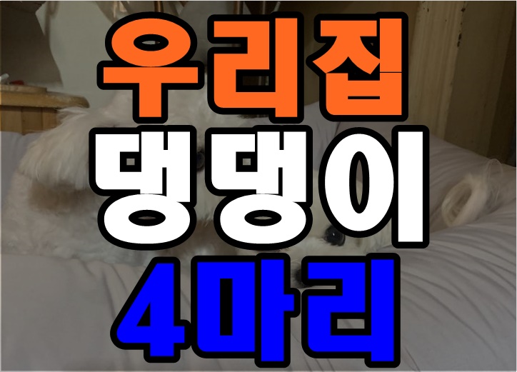  오랜만의 저희집 강아지 자랑샷이요!
