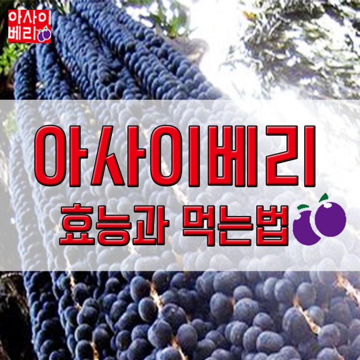  귀한 아사이베리의효능과 아사히베리 분말 먹는법 (아사베리 가루)