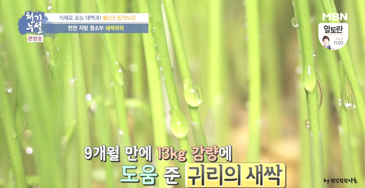  새싹귀리분말 효능 섭취시 주의