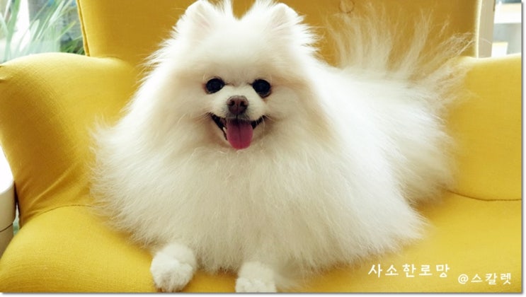  장마철 강아지 산책 건강관리, 천둥소리 공포 대처 방법은?