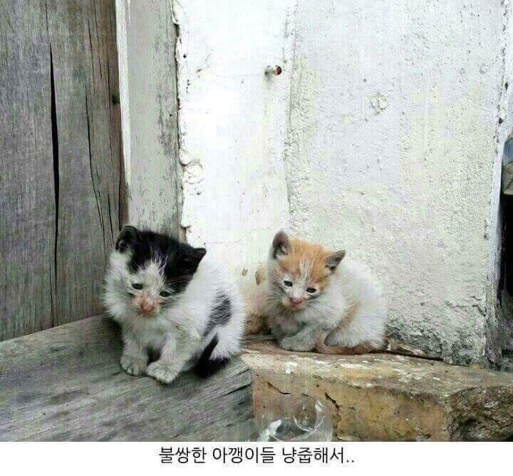  [ 동물확대 / 귀여운 사진 / 뚱냥이 ] 잔혹 그 자체 / 동물확대범 짤 모음