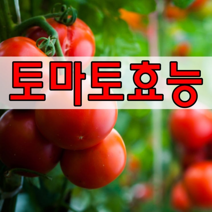  토마토효능 맛보다 더 중요한 가치