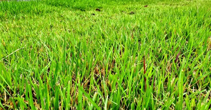  세계최고급 한국잔디(Korean Sod)를 아시나요?