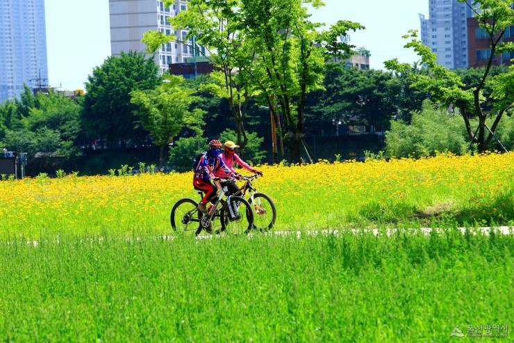 울산시, 광역권 ‘최초’ 카카오 T 바이크 ‘무인 공유 자전거 대여 시스템’ 시범 운영 울산시, 광역권 ‘최초’ 카카오 T 바이크 ‘무인 공유 자전거 대여 시스템’ 시범 운영