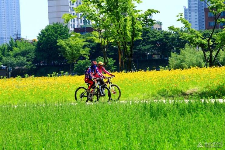 울산시, 광역권 ‘최초’ 카카오 T 바이크 ‘무인 공유 자전거 대여 시스템’ 시범 운영