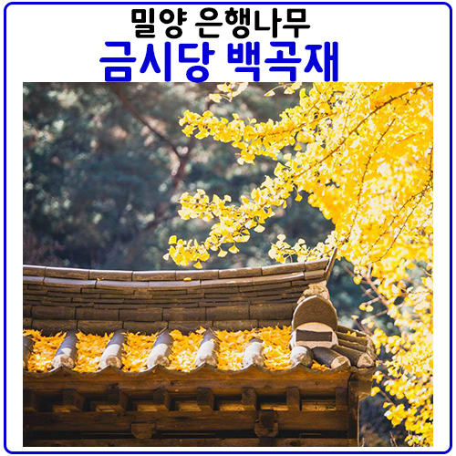 밀양 은행나무 단풍명소 금시당백곡재 밀양 은행나무 단풍명소 금시당백곡재