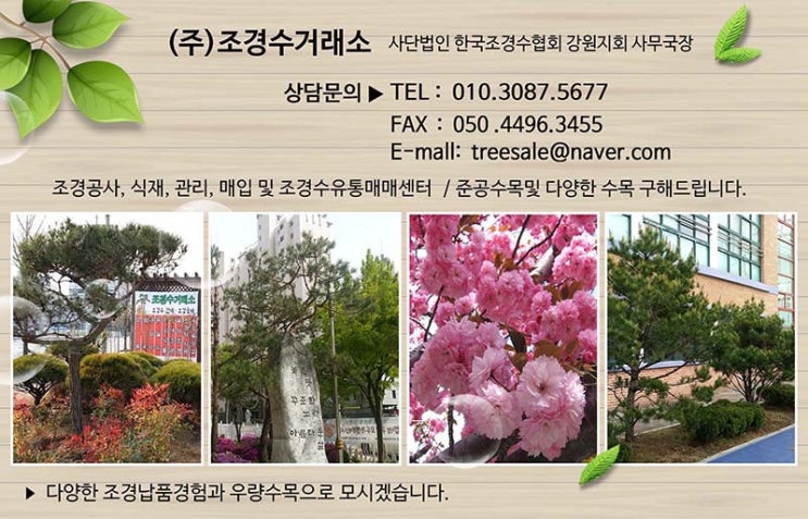  미측백(서양측백) H3.5~4.5판매(다른 수목도 보유중)