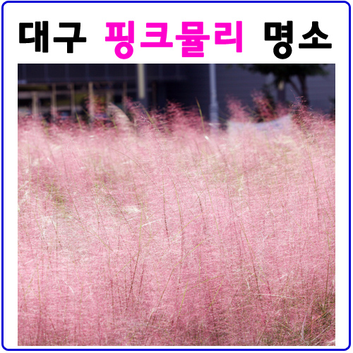 대구에서 핑크뮬리를 볼수 있는 곳. 신서중앙공원 대구에서 핑크뮬리를 볼수 있는 곳. 신서중앙공원