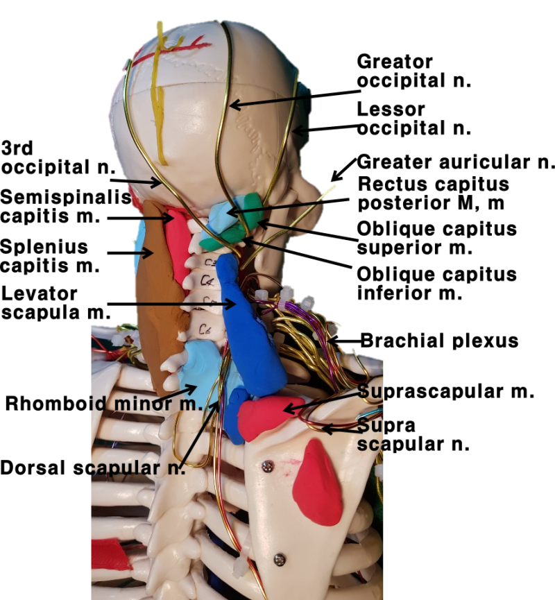 후플푸프 허니 오소리 신경쓰지마