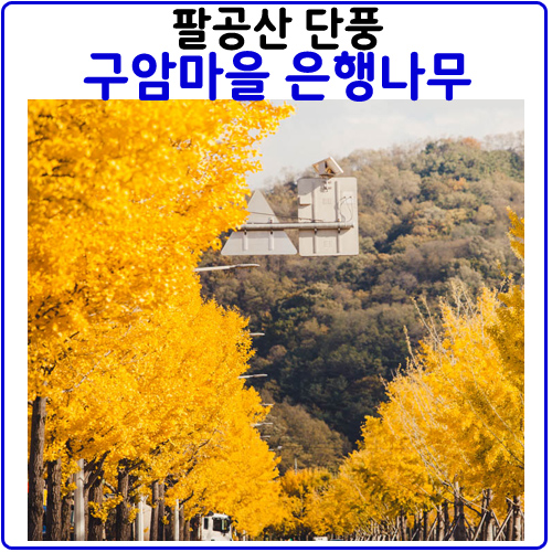 팔공산 단풍. 구암마을 은행나무 팔공산 단풍. 구암마을 은행나무