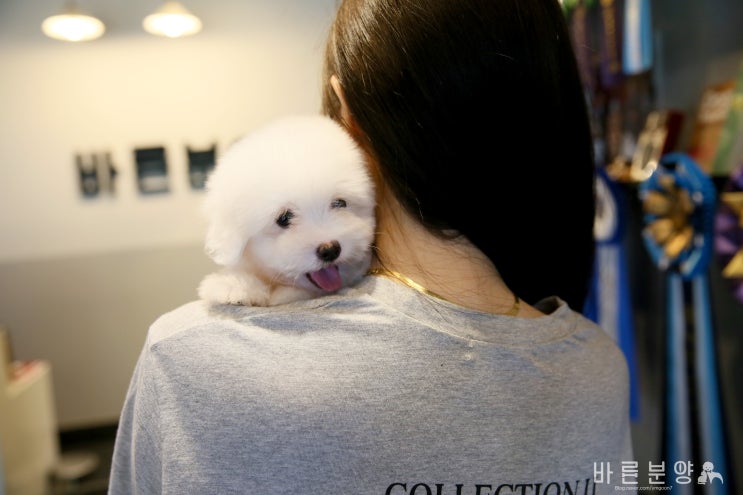  꼬똥드툴레아 꼬물이들 새소식