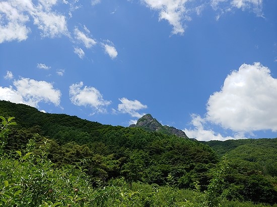  [문경사과]5/28일~7/20일 더위와 풀의 전쟁... 