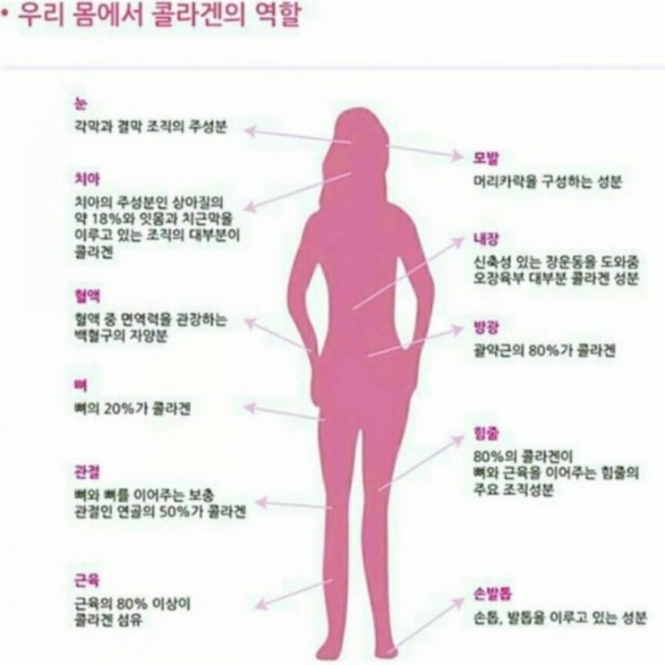  {여성의피부,은밀한곳}의 필수조건 :콜라겐
